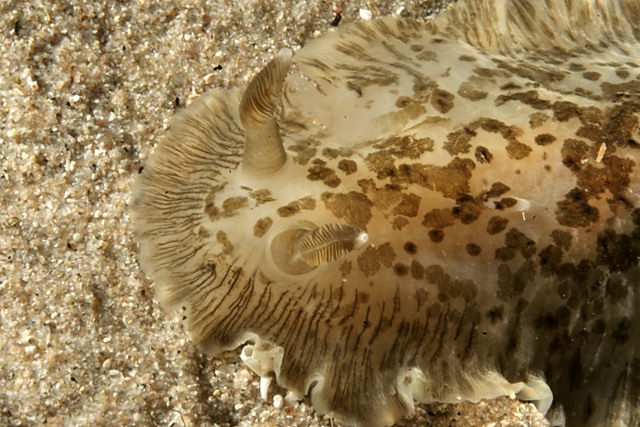 Dendrodoris grandiflora (Rapp, 1827)